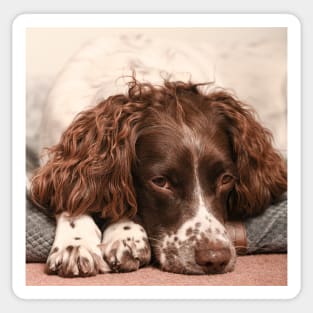 English springer spaniel Sticker